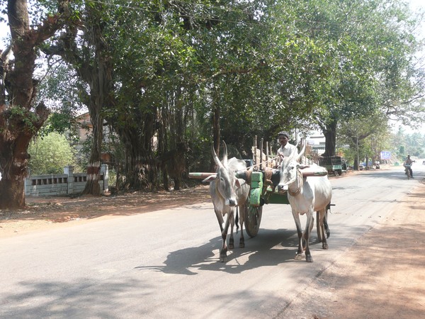 Local Transport