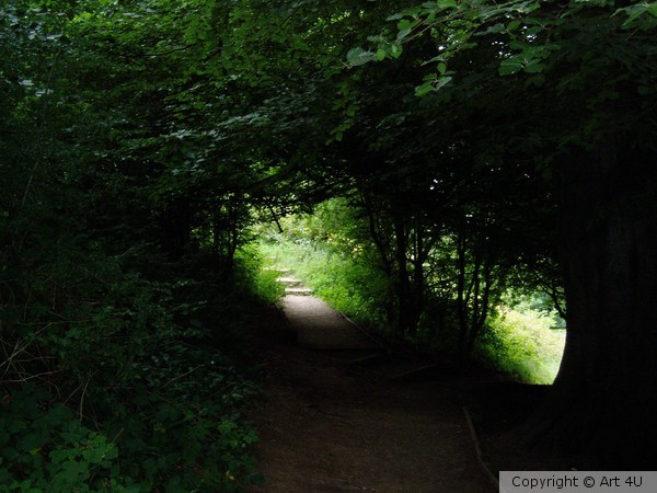Through.the.Wood