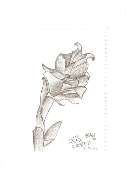 wild rose