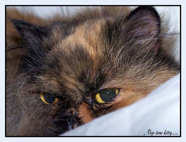 Naptime Kitty