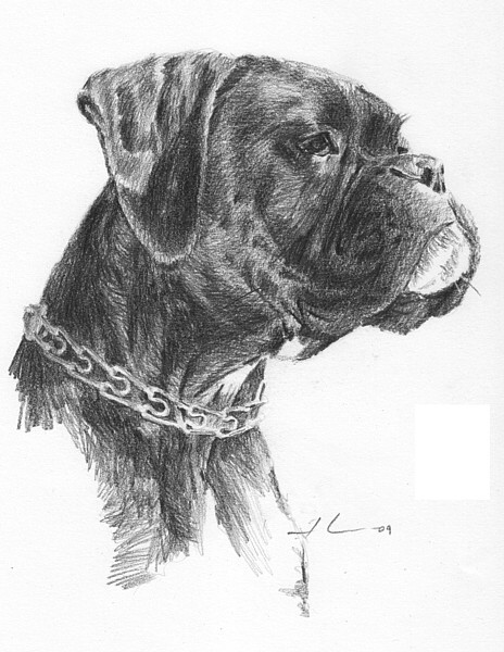 wp-lg boxer dog portrait