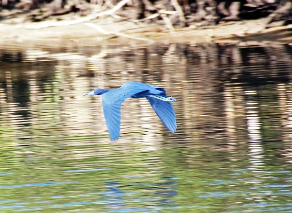 Little Blue Flyer 12/18/2011