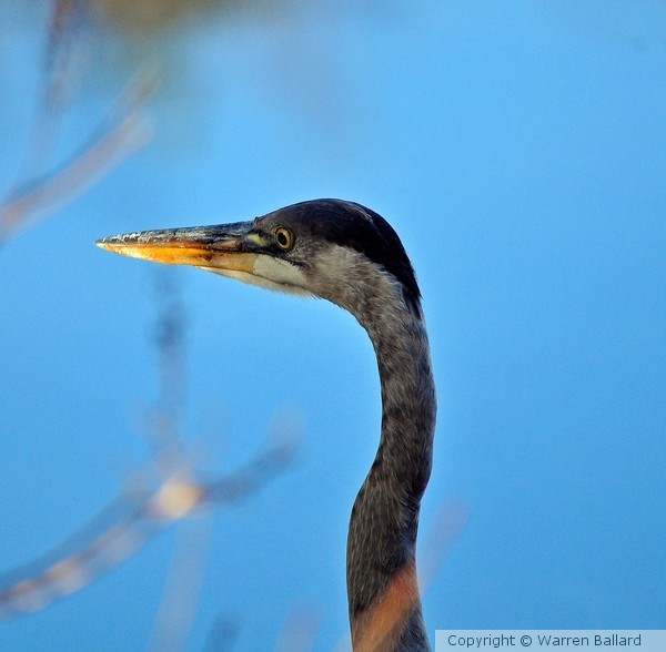 Blue Herron, 11/20/2012