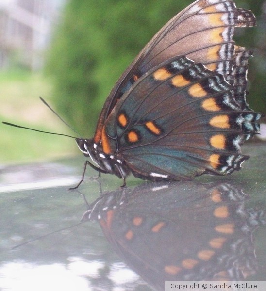 Reflection of Beauty