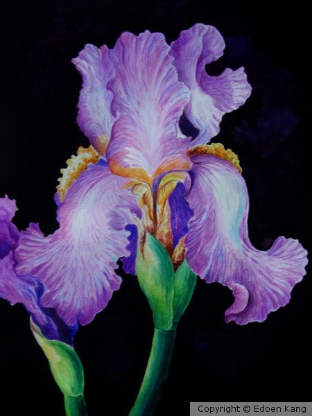 Purple Iris II