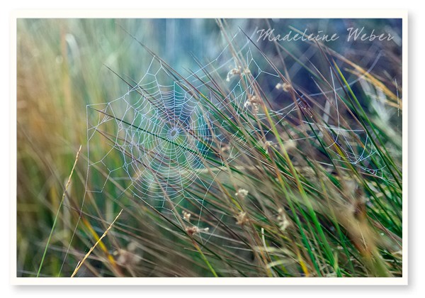 • The Rainbow Web