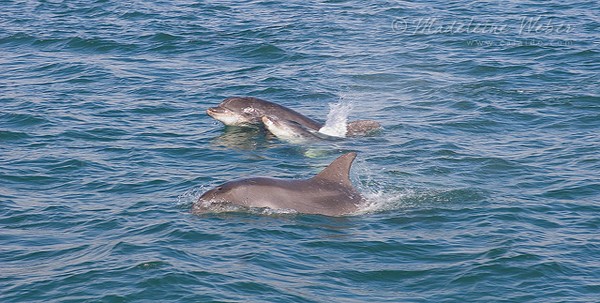 • Dolphine Family in Ballinskelligs Bay, Ireland