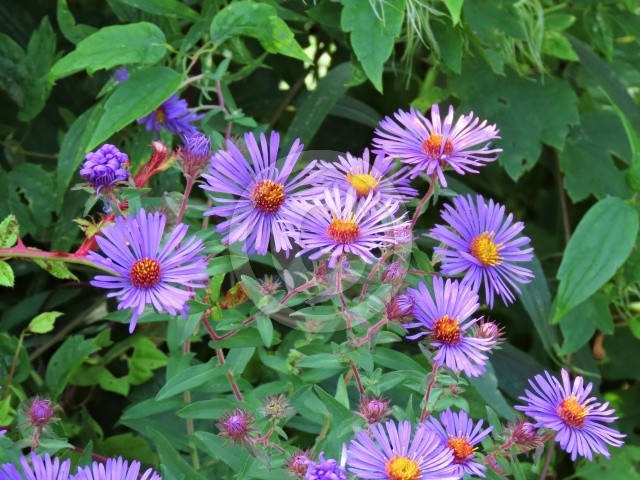 Purple flowers
