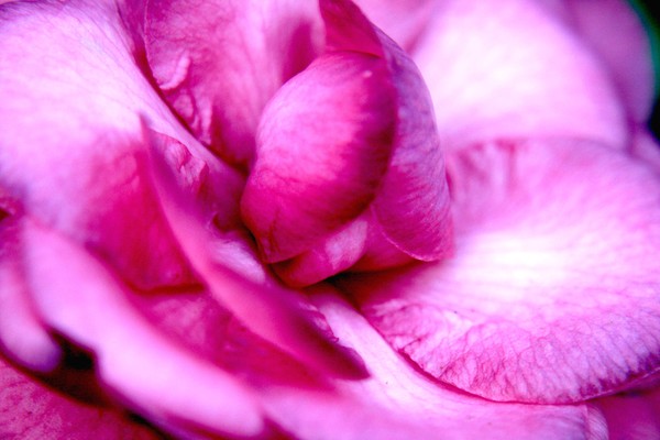 Purple Camelia