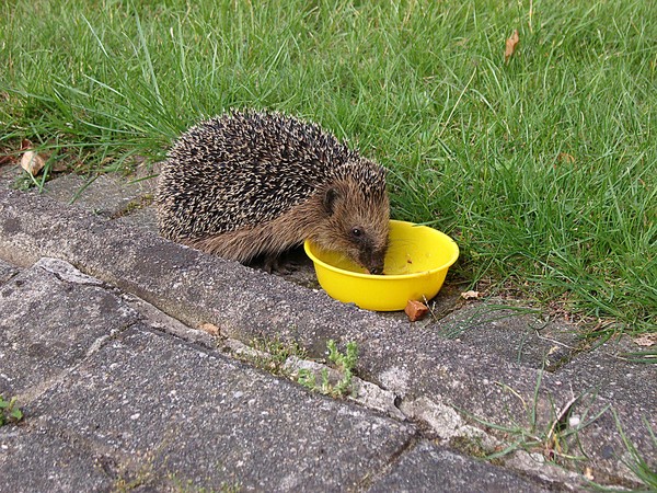 Small Hedgehog