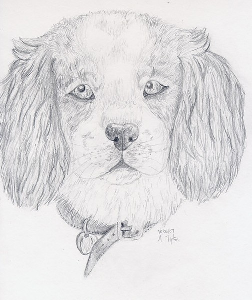 King Charles Spaniel