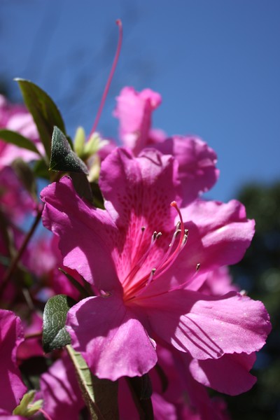 Azelea of Tyler TX