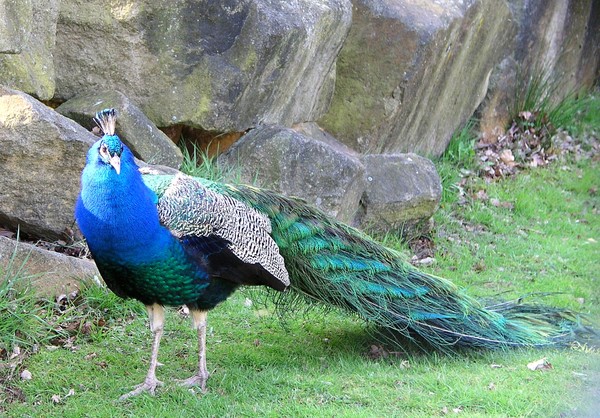 Sunshine Peacock