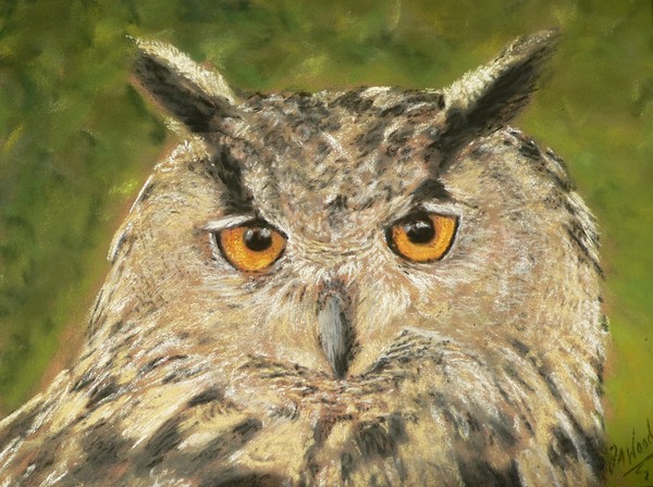 Eagle owl