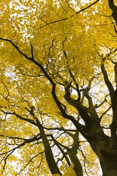 Yellow autumn