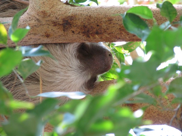Sleepy Sloth