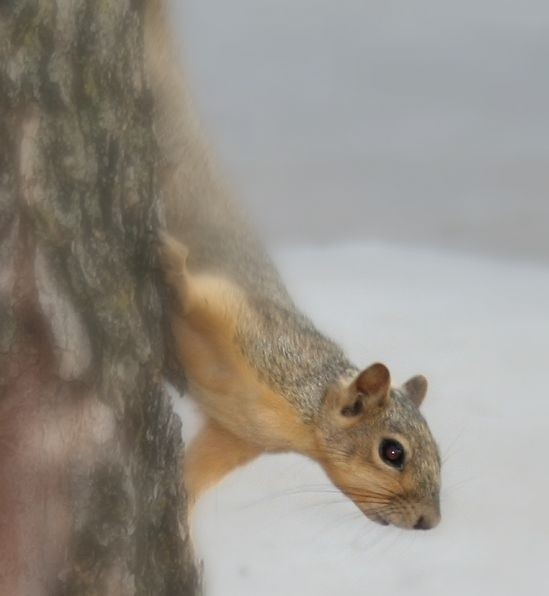 Squirrel