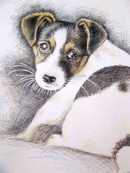 Jack Russell Puppy