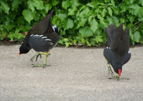 Dancing Birds