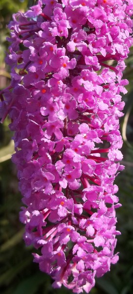 Butterfly Bush