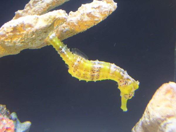 seahorsing around