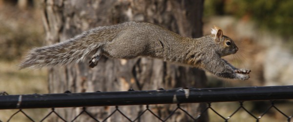 Squirrel in Flight!