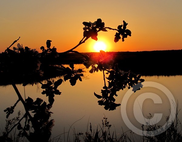 Apple Tree at Sunset!