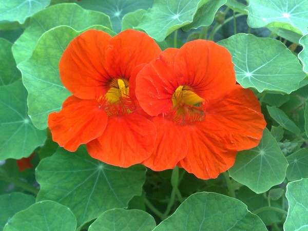 A Sweet Couple of Nasturtiums