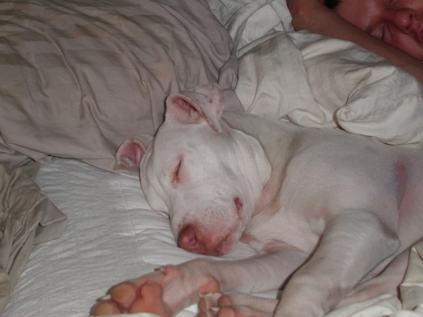 blanco