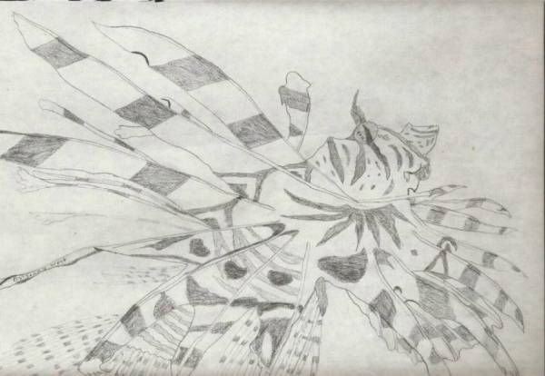 Lionfish