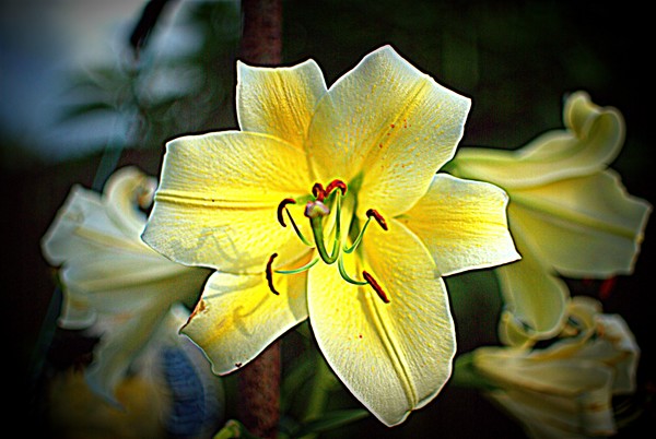 Yellow Lily 
