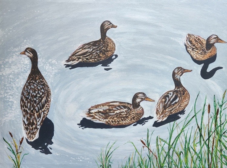 5 Ducks at Holmes Lake
