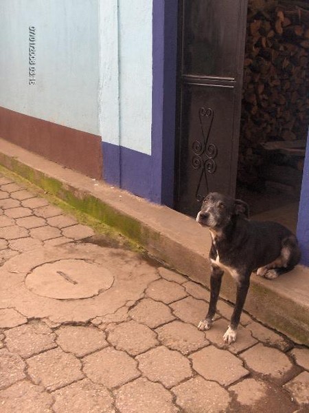 DOG