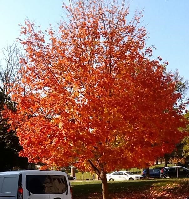 Orange Autumn