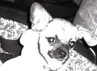 dog series