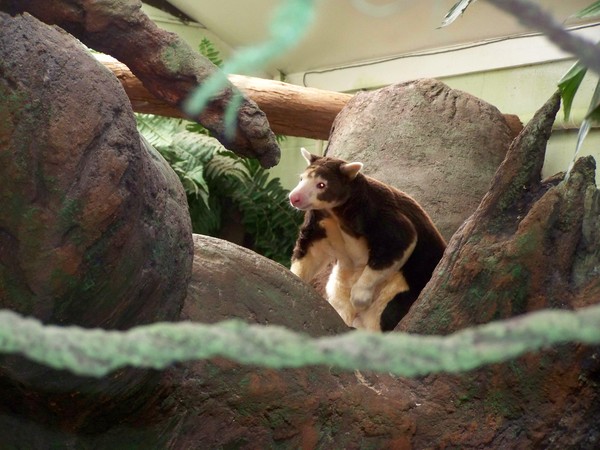 Tree Kangaroo