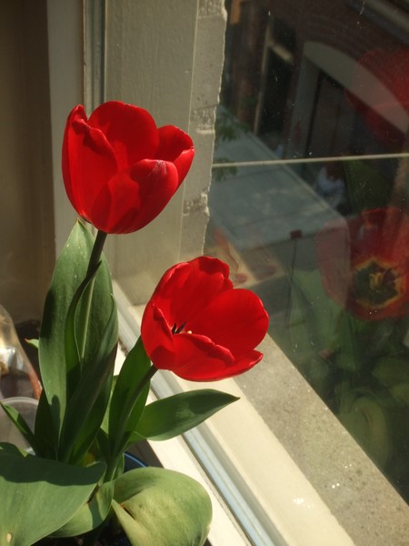 Flower in reflection