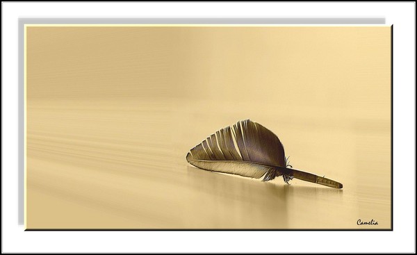 feather