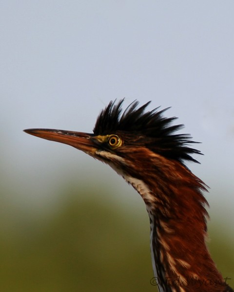 Heron