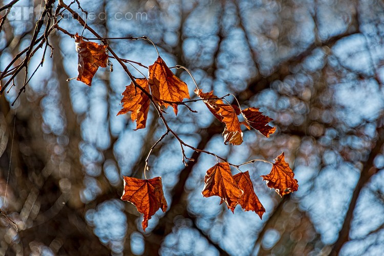 Autumn Leaves