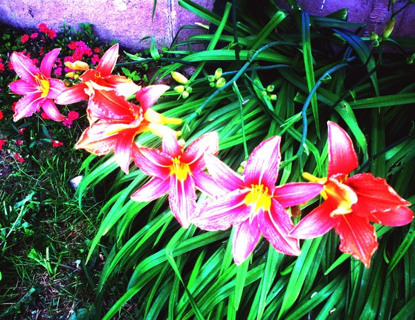 Lilies in a row