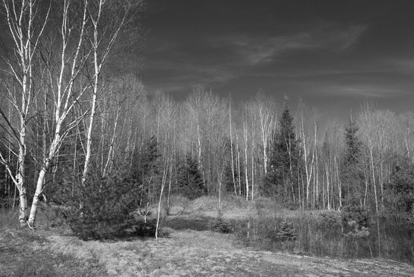 B/W Birches