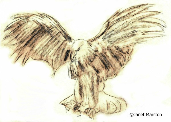 Bald Eagle in Flight