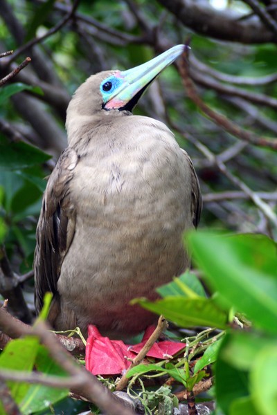 Red Footed Booby