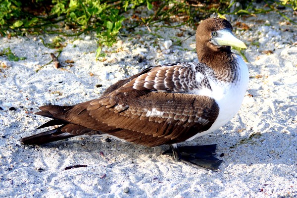 Nazca Booby