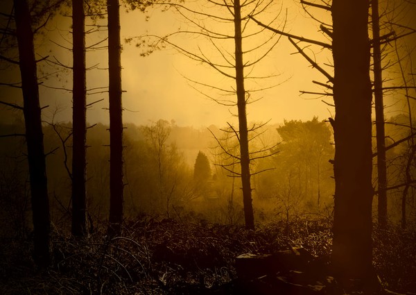 distant fir