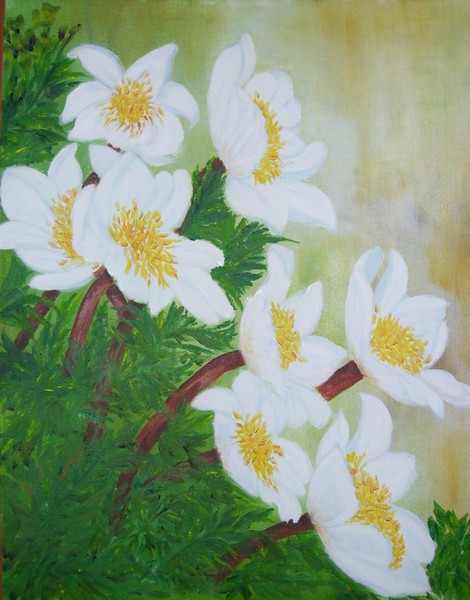 Forest Anemones