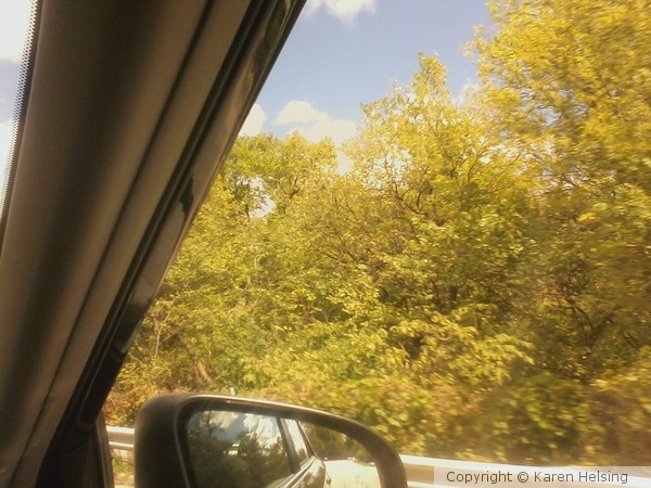Treetop Lane