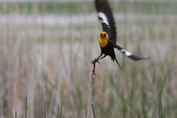 Bird Flying
