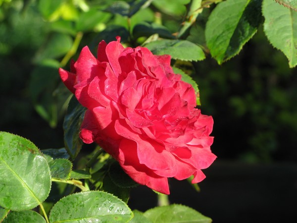 IMG 4284 resize